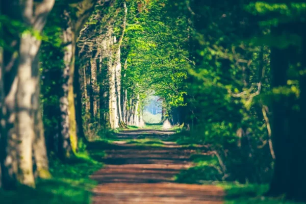 Door een lentebos