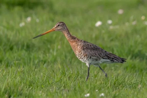 Grutto bij Vogelkijkhut It Hegewiersterfjild