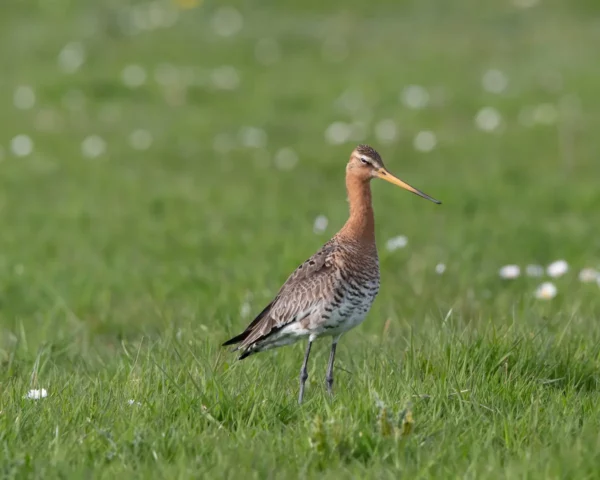 Grutto bij Vogelkijkhut It Hegewiersterfjild II