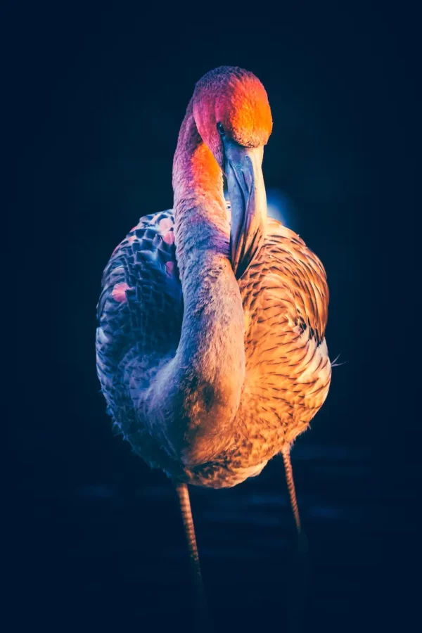 Portretfoto flamingo pantropica