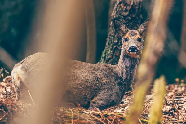 Ree liggend in het bos