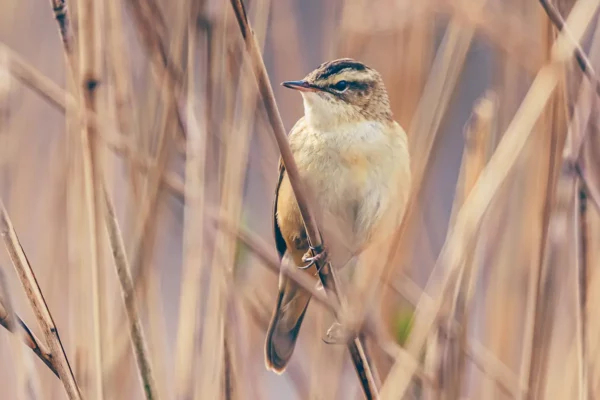 Rietzanger in het riet