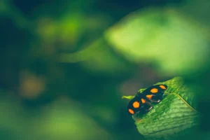 Tropische vlinder - Catonephele numilia