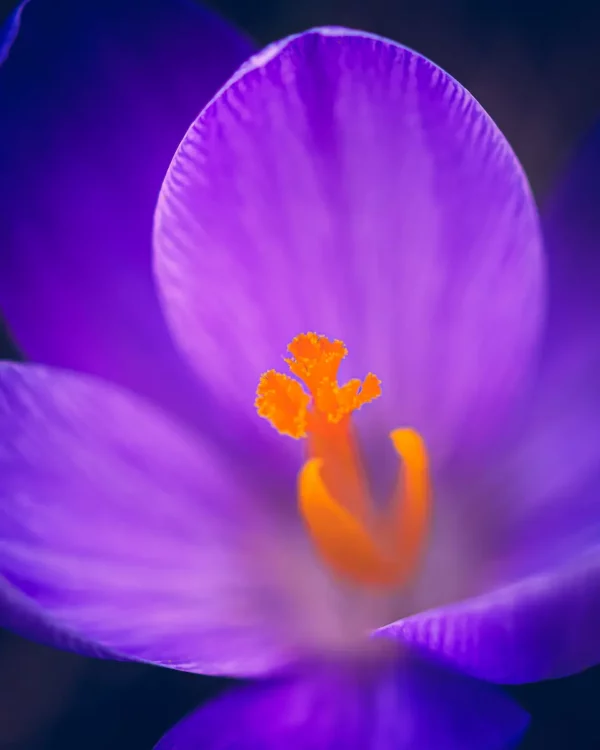 Voorjaarsbloeier paarse krokus