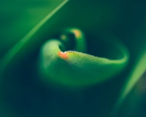 Voorjaarsbloeier tulp in de knop