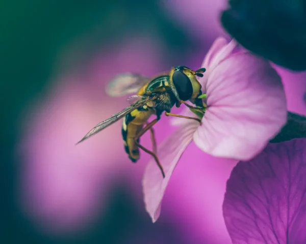 Zweefvlieg close-up