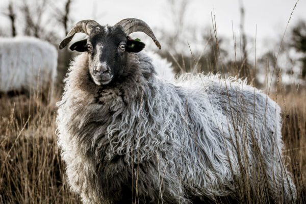 Schaap Delleboersterheide