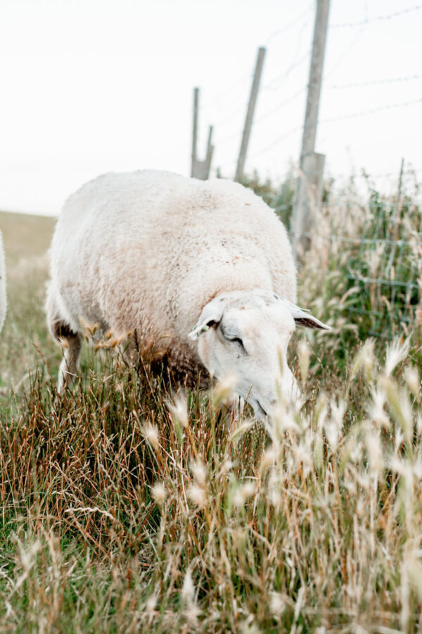 Schaap bij dijk Workum