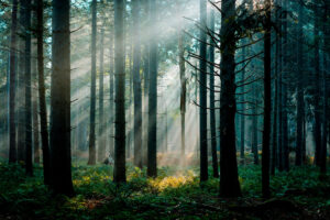 Zonnestralen door het bos van Oranjewoud