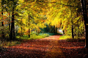 Gele herfst in het Kuinderbos