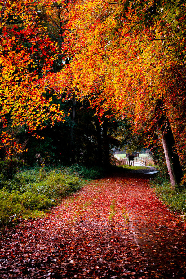 Oranje herfst Kuinderbos