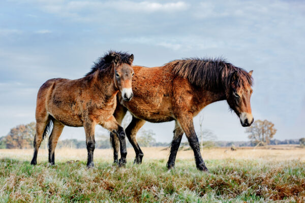 Exmoor Pony's Delleboersterheide