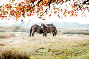 Doorkijkje naar Exmoor Pony’s