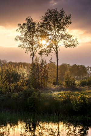 212762 - Zonsondergang lange bomen