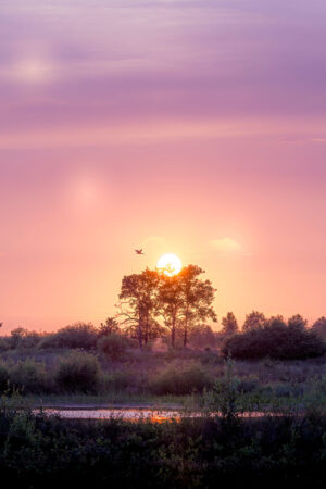 213966 - Zonsondergang Diakonievene met paarse gloed