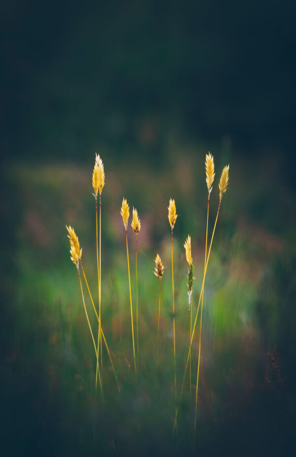 214074 - Groenverlicht gras