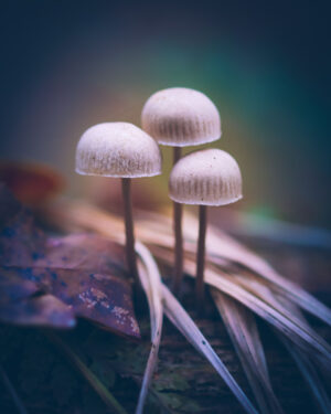 219620 - Trio paddenstoelen