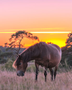 221236 - Exmoor Pony