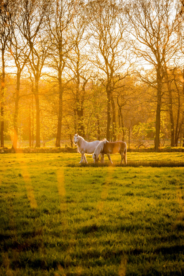 223771 - Paarden bij Oranjewoud