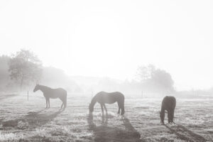 223803 - Paarden in de mist