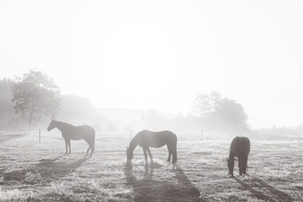 223803 - Paarden in de mist