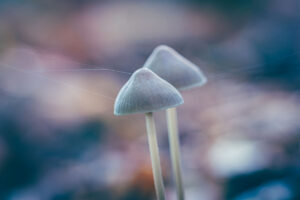 223993 - Melksteel mycena