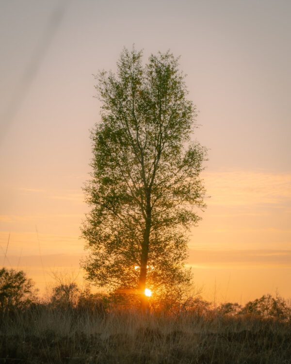 224177 - Zonsondergang boom