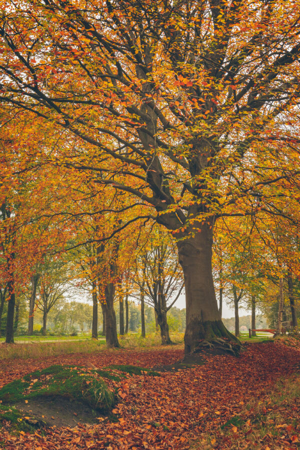 225183 - Herfstboom geel