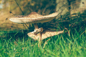 225394 - Parasol paddenstoelen