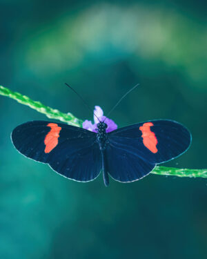 225850 - Heliconius erato