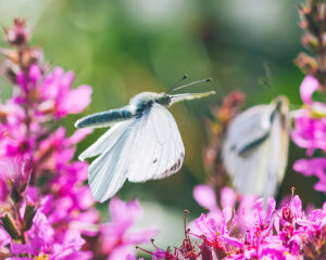 230827 - Witje vlinders