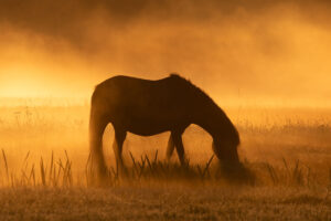 231089 - Paard in zonlicht