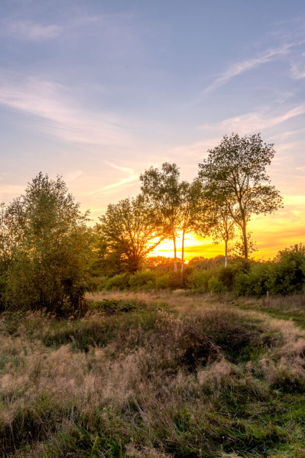 231832 - Bomen zonsondergang