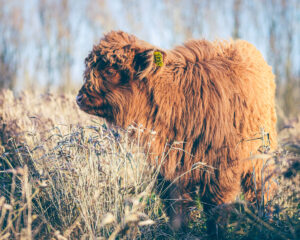 237079 - Schotse Hooglander