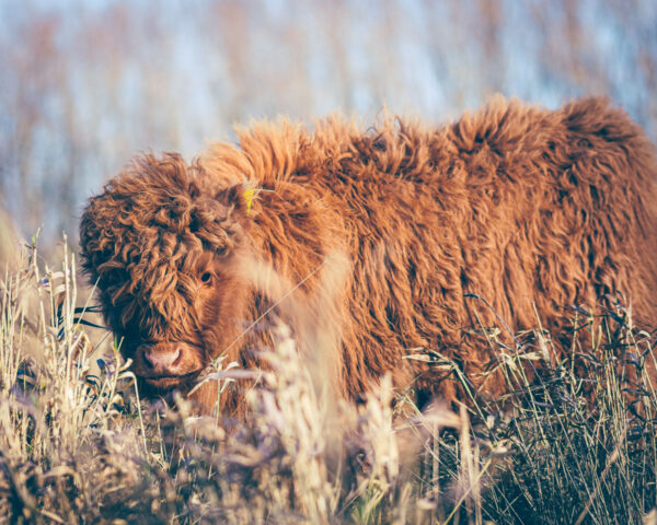 237104 - Schotse Hooglander