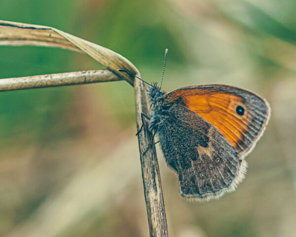 239312 - Bruin zandoogje