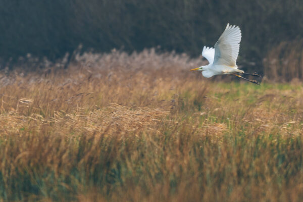 246391 - Witte reiger