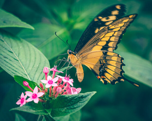 248972 - Papilio cresphontes