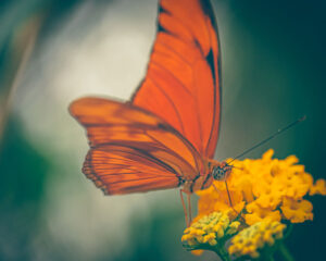 249019 - Oranje passiebloemvlinder