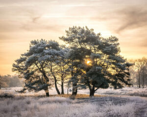 Besneeuwde bomen in de zon