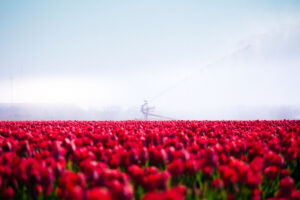 Besproeien tulpenveld