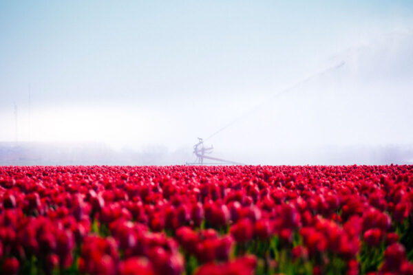 Besproeien tulpenveld