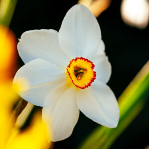 De witte tuin narcis