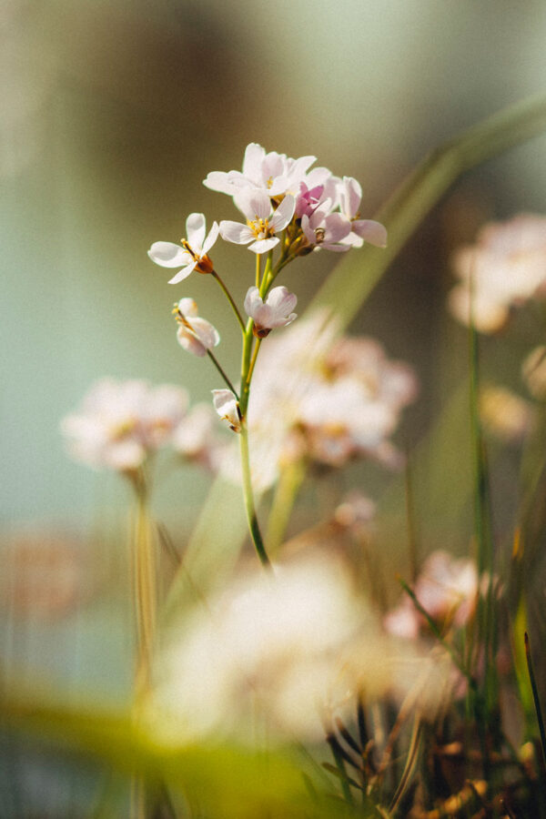 Pinskterblom Cardamine pratensis