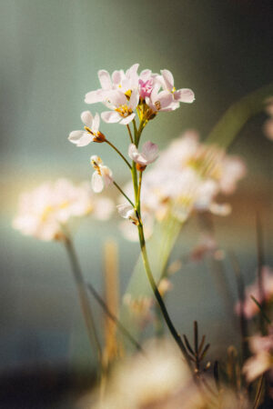 Pinskterblom Cardamine pratensis