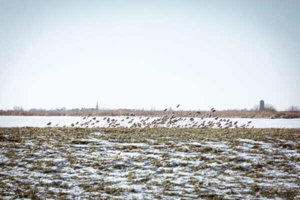 Winter yn Fryslan