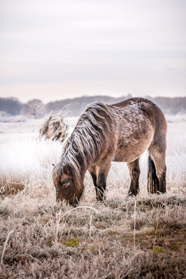 Winterbeeld Exmoor Pony's