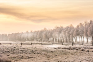 Winters bomenlaan